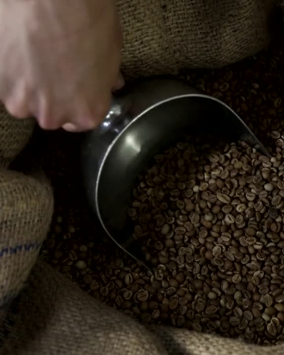 Green coffee beans being scooped from a hessian sack